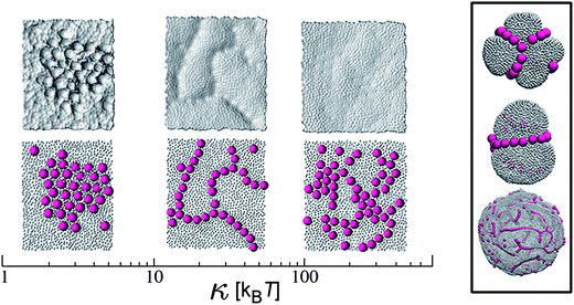 Ordered phases of nanoparticles adsorbed on a fluid membrane. From left to right: low-bending hexagonal closed packing, linear aggregates for intermediate bending values, high-bending hexagonal closed packing. The respective membrane profiles underneath the particles are also shown above. On the right panel we show linear aggregates for intermediate κ values on spherical vesicles. Reprinted with permission from ref. 135.