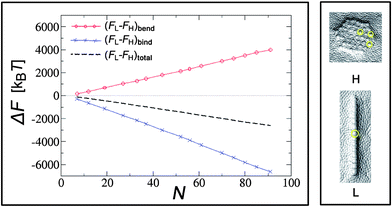 Left panel: difference in bending (FL − FH)bend and binding (FL − FH)bind energies between linear and hexagonal aggregates as a function of the number of nanoparticles N at an intermediate value of bending rigidity (κ = 20 kBT). The dashed line indicates the total energy difference between the two configurations. Right panel: typical membrane profiles underneath the aggregates in this regime. Reprinted with permission from ref. 135.