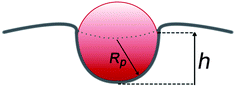 Nanoparticle of radius Rp wrapped by the membrane. h is the height of corresponding spherical cap-like deformation induced by the nanoparticle on the membrane.