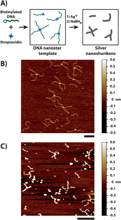 (A) A monobiotinylated 541bp DNA (B-DNA541, 49 nM) is assembled with streptavidin (16.3 nM) in NaCl solution (0.2 M) prior to 100-fold dilution in water and addition of AgNO3 (50 μM) and NaBH4 (50 μM). Representative AFM images of the DNA nanostar templates (B) and resulting silver nanostructures after metallization (C). All scale bars are 200 nm.