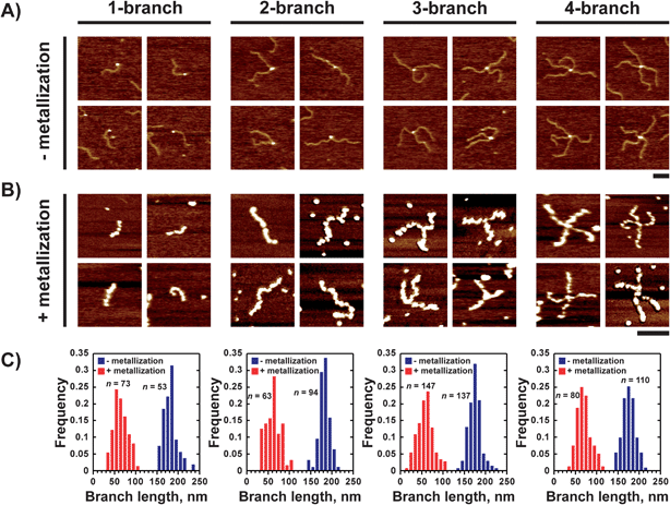 AFM images of the four kinds of branched nanostructures before (A) and after (B) silver metallization prepared under the same conditions as in Fig. 1. All scale bars are 100 nm. The height scale is the same as that in Fig. 1B and C. (C) Branch length distributions before (blue) and after (red) metallization for each degree of branching. n shows the number of measured branches.