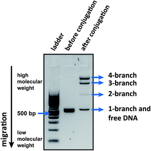 Agarose gel electrophoresis analysis of B-DNA541 before and after conjugation to streptavidin.