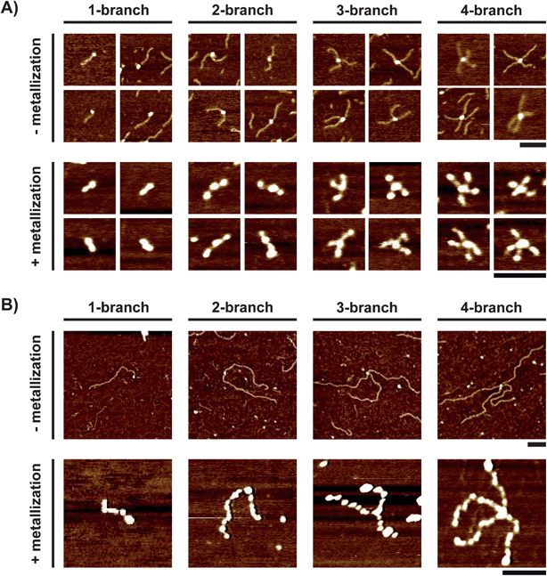 AFM images of the four kinds of branched nanostructures before (top) and after (bottom) silver metallization obtained using a monobiotinylated DNA having (A) 206 bp (B-DNA206, 220 nM) and (B) 978 bp (B-DNA978, 21 nM). Streptavidin concentrations are 40 nM (A) and 3 nM (B). All scale bars are 100 nm. The height scale is the same as that in Fig. 1B and C.