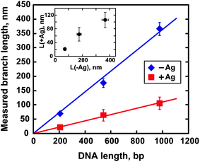 Measured length of DNA branches before (−Ag, blue diamonds) and after (+Ag, red squares) silver metallization of nanostar templates as a function of the number of base pairs of the biotinylated DNA used for template preparation. The inset shows the branch length after metallization as a function of the branch length before metallization. Symbols and error bars are mean ± SD values determined by AFM. The slopes of the linear fits (solid lines) are 0.36 nm bp−1 (−Ag, blue line) and 0.11 nm bp−1 (+Ag, red line).