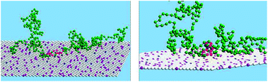 A snapshot from the MC simulation of an entire MARCKS protein model, for a system where PC : PS : PIP2 = 89 : 10 : 1; the red and green spheres represent the anionic and neutral residues. Blue, purple and white spheres represent PIP2, PS and PC, respectively. The yellow sphere is the myristoyl anchor. Adapted from Tzlil et al.142 Copyright (2008), with permission from the Biophysical Society.