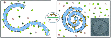 Schematic illustration of dsDNA condensation mediated by the release of monovalent counterions and their replacement by polyvalent ones, resulting in the formation of a toroidal condensate. The inset (adapted from Hud and Vilfan12) shows a cryo-electron microscopy image of the hexagonally packed, dsDNA torus of λ-phage condensed by trivalent cobalt hexamine ions.