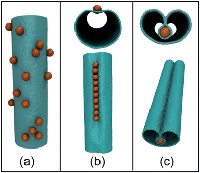 Snapshots of three possible phases upon nanoparticle (orange) adsorption on the nanotube (blue). (a) The random gas state. (b) The axial linear aggregate of nanoparticles. Top panel shows the cross-section when looking down the cylinder axis, the bottom panel shows the view from above. (c) The collapsed state in which a self-assembled linear aggregate of nanoparticles is completely wrapped by the surface of the nanotube. The panels are analogous to those in (b).