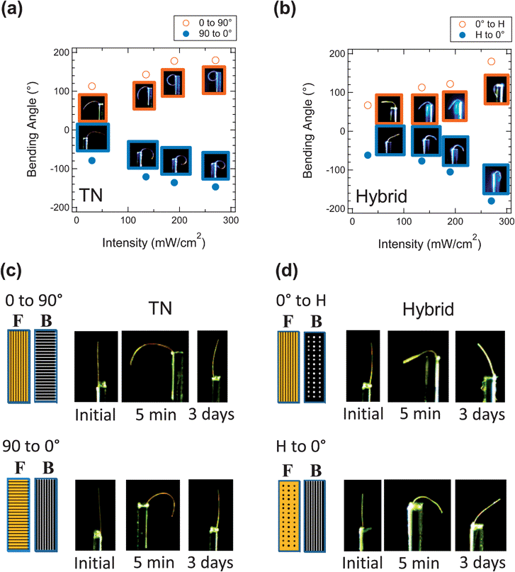 Photomechanical response of cantilevers composed from TN and hybrid azo-LCN samples. Bending angle of cantilevers composed of (a) TN azo-LCN and (b) hybrid azo-LCN after 10 minutes of exposure to 445 nm laser at intensities ranging from 30 to 270 mW cm−2. (c), (d) Illustration of elastic restoration of TN and hybrid azo-LCN after removal of 445 nm irradiation. All tests employed cantilevers of dimension 6 mm (L) × 0.5 mm (W) × 8 μm (T). F and B indicate front and back surfaces, respectively.