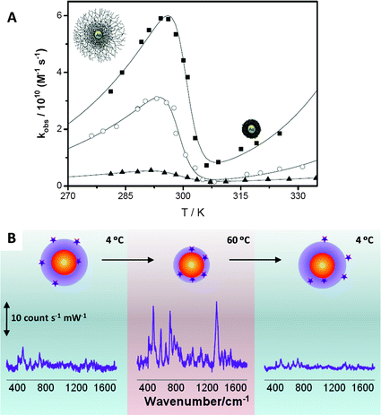 (A) Effect of the temperature on the catalytic efficiency normalized by the gold surface of Au@pNIPAM nanocomposites with different cross-linking densities: (■) 7%, (○) 10% and (▲) 17.5%. (B) Variation of the SERS (λex = 785 nm) intensity of 1-naphthol as a function of the solution temperature in a 4 to 60 to 4 °C heating–cooling cycle. Reprinted with permission from ref. 30 and 31.