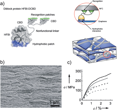 (a) A schematic presentation of the layered composite structure showing the di-block fusion protein HFBI-DCBD (left) binding to graphene and NFC (right). (b) A SEM image of a cross-section of the NFC–HFBI-DCBD film with 20 wt% of graphene relative to NFC. (c) Stress–strain curves obtained for the sample shown in (b). The figure was adapted with permission from Laaksonen et al.,55 ©(2012) John Wiley & Sons.