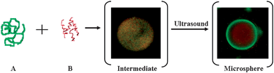Schematic presentation of RNA loaded BSA microsphere formation. A = FITC labeled BSA protein; B = Cy3 labeled RNA molecule; intermediate = droplet of BSA–RNA aggregates in water–oil solution; and microsphere = FITC-BSA microsphere loaded with Cy3-RNA.