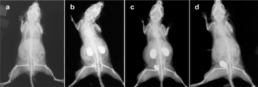 Pharmacokinetics of gold nanospheres (a–d) in mice. (a) Before injection; (b) 2 min after injection; (c) 10 min after injection; (d) 60 min after injection. Reproduced with permission from ref. 166.