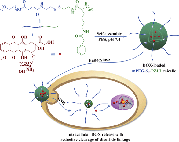 Schematic illustration of DOX loading and targeted intracellular release.