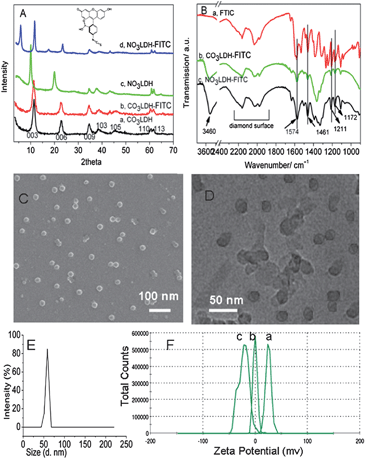 (A) XRD data for CO3LDH, NO3LDH and FITC labelled LDHs CO3LDH-FITC and NO3LDH-FITC; (B) FT-IR spectra for FITC and CO3LDH-FITC and NO3LDH-FITC; (C and D) SEM and TEM images for CO3LDH; (E) dynamic lighting scatting (DLS) results of CO3LDH. (F) Zeta-potential for (a) CO3-LDH with pH = 8.4; (b) 60 μg ml−1 CO3LDH-FITC aqueous suspension with pH = 8.1; (c) CO3LDH-FITC suspension in PBS buffer with pH = 8.3.