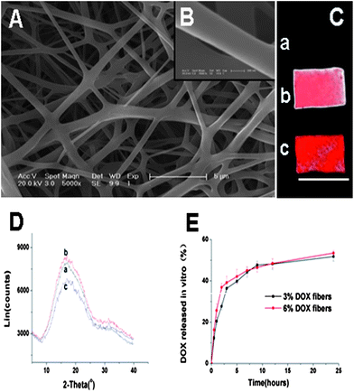 (A) ESEM images of 6% Dox fibers (bar = 5 μm). (B) ESEM images of 6% Dox fibers (bar = 200 nm). (C) Fluorescence images of PLLA fibers (a), 3% Dox fibers (b) and 6% Dox fibers (c). Bar = 10 mm. (D) WAXD patterns of PLLA fibers (a), 3% Dox fibers (b) and 6% Dox fibers (c). (E) The release profiles of Dox from 3% and 6% Dox fibers in PBS at 37 °C.