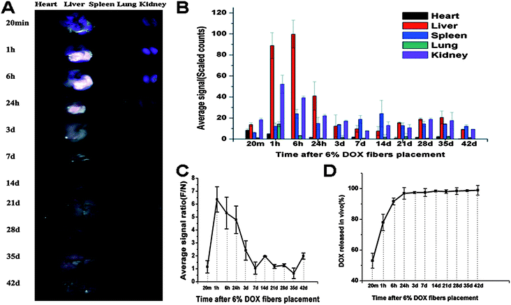 Biodistribution and in vivo release of 6% Dox fibers. (A) Typical ex vivo images of the excised organs examined by CRI Maestro 500FL 20 min, 1 h, 6 h, 1 d, 3 d, 7 d, 14 d, 21 d, 28 d, 35 d, and 42 d after 6% Dox fibers placement on the liver of healthy KM mice. (B) Semi-quantitative fluorescence intensities of various organs determined at different time points. (C) The fluorescence intensity ratio between Dox fibers-covered area and normal liver tissue area (F/N) as a function of time. (D) The cumulative release profile of Dox from 6% Dox fibers in vivo. The results mentioned above were given as mean value ± SD, over three mice in a group.