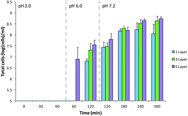 Release of B. breve from MCAMs under simulated gastrointestinal conditions. Limit of detection: 5 log(cells) per mL. Data given as mean (n = 3) ± standard deviation.