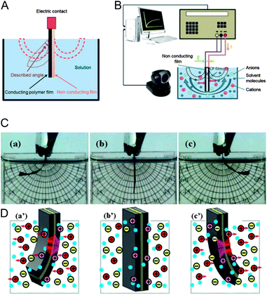 (A) Bi-layer structure of an artificial muscle. (B) Experimental setup for three-layer artificial muscles: an elastic polymer tape is adhered to two films (one by side) of a conducting polymer acting as reactive electrodes (oxidation and reduction). (C) Pictures showing the bending movement during flow of a direct current: the sense of the movement is reversed by changing the sense of the current flow. (D) Starting from the vertical position (b′) movements of the ions when the current flow reduces the right film and oxidizes the left film (a′) or vice versa (c′). Reproduced from ref. 11c, with permission of the Royal Society of Chemistry.