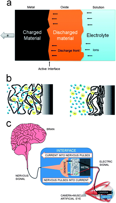 (a) Scheme of the advancing two-dimensional front during discharge of a battery for macroscopic materials or inside microscopic grains; (b) reactive organic materials behave as three-dimensional electrodes at the molecular level during charge/discharge; (c) schematic representation of the transduction, through an artificial synaptic space, between a video camera and the nervous system, reproduced from ref. 5d, with permission from Elsevier.