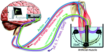 Brain–muscle feedback communication and scheme of the mimetic computer-generator/sensing artificial muscle system. Reproduced from ref. 25i with permission from the ACS.