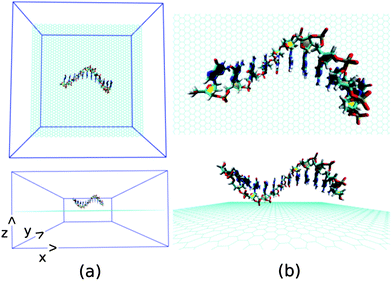 The schematic of initial simulation system for a representative system: graphene@ssdG12 (explicit water molecules and counter ions are not shown for better figure quality).