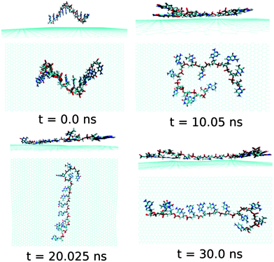 The simulated structures at various time interval for graphene@ssd(AGTC)3. The water and ions are not shown for better clarity.