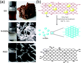 (a) Typical pictures of water dispersions and solid samples of GO, N-GQDs and RGO. (b) Schematic illustration for the preparation of N-GQDs by hydrothermal treatment of GO in the presence of ammonia.