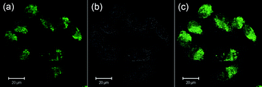 (a) Confocal fluorescence microphotograph of HeLa cells incubated with N-GQDs for 2 h (λex = 405 nm). (b) Bright-field microphotographs of cells. (c) An overlay image of (a) and (b).