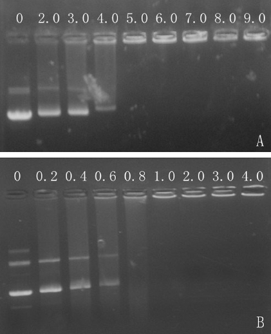 Agarose gel electrophoresis patterns of MNPs@PMEO2MA50-PDMAEMA50/pDNA complexes (A) and MNPs@PMEO2MA50-PDMAEMA150/pDNA complexes (B) at varied weight ratios.