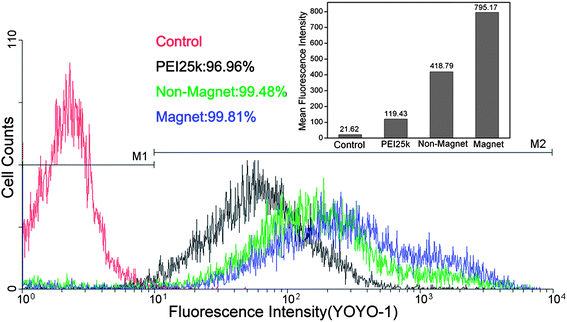 Cellular internalization of complexes at a weight ratio of 12 : 1 by HepG-2 cells in the presence and absence of a magnetic field.