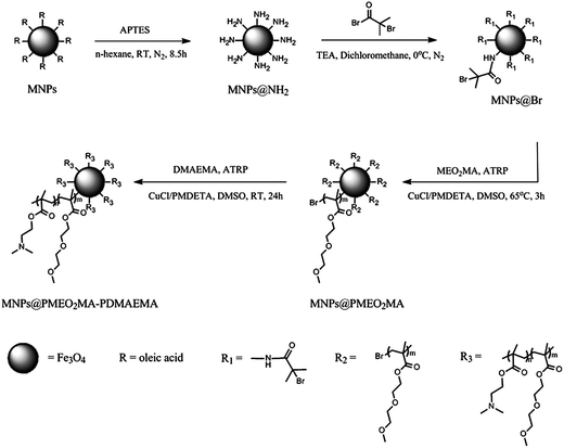 Synthetic procedure for MNPs@PMEO2MA-PDMAEMA.