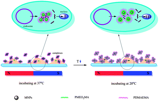 The mechanism of the magnetic field/temperature stimuli-induced enhancement in gene transfection.