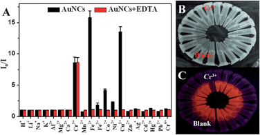 (A) Fluorescence intensity ratios (I0/I at 608 nm, where I and I0 are the corresponding fluorescence intensities at 608 nm in the presence and absence of proton or metal ions, respectively) for the 11-MUA-AuNCs measured in the absence (black) and presence (red) of EDTA (100 μM) after the addition of 10 μM proton or various individual metal ions in 10 mM HEPES buffer at pH 7.0. The photograph of the AuNCs after the addition of different metal ions under the irradiation of visible (B) and UV of 254 nm (C) light in the presence of EDTA (100 μM).