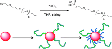 Synthesis of phosphate-terminated PDMS chains and schematic illustration of the preparation of bimodal PDMS-grafted CdSe QDs via a two-step reaction with initial attachment of the long chain phosphate-terminated PDMS followed by grafting of the short PDMS chains in the second step.