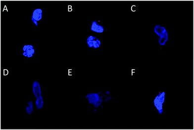 image file: c3bm60200a-f3.tif