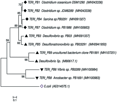 image file: c9ra01959f-f8.tif