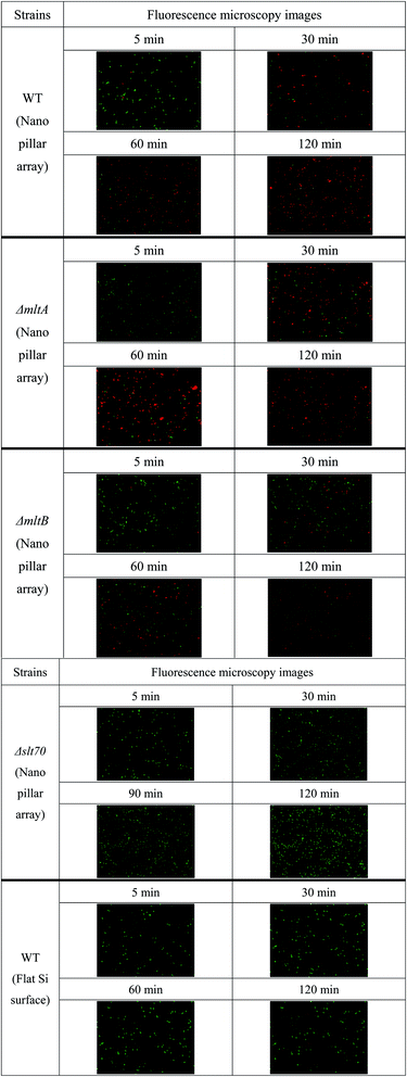 image file: d1ra07623j-f3.tif