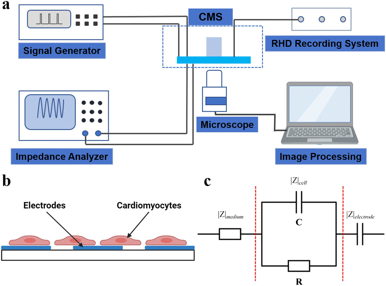 Multifunctional cardiac microphysiological system based on transparent ...