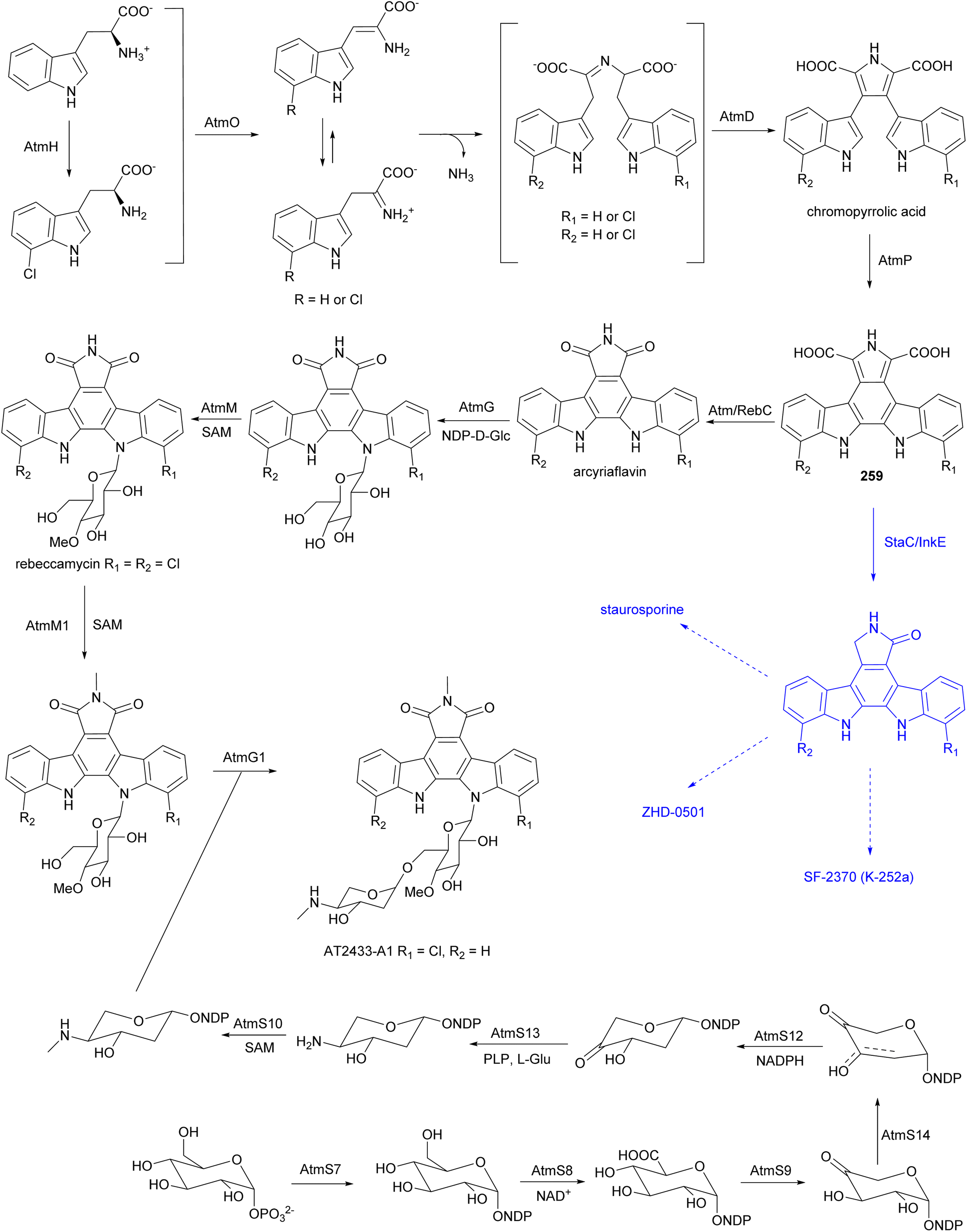 Chemistry and biology of specialized metabolites produced by ...