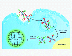 Graphical abstract: Protein scaffolded DNA tetrads enable efficient delivery and ultrasensitive imaging of miRNA through crosslinking hybridization chain reaction
