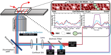 Graphical abstract: Deep learning-enabled detection of rare circulating tumor cell clusters in whole blood using label-free, flow cytometry
