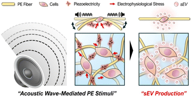 Graphical abstract: Stimulative piezoelectric nanofibrous scaffolds for enhanced small extracellular vesicle production in 3D cultures