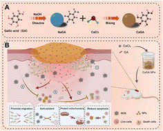 Graphical abstract: CaGA nanozymes with multienzyme activity realize multifunctional repair of acute wounds by alleviating oxidative stress and inhibiting cell apoptosis