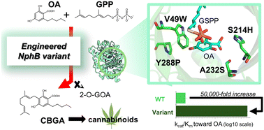 Graphical abstract: A highly active and regioselective cannabigerolic acid synthase engineered from a promiscuous prenyltransferase NphB