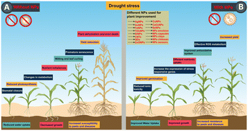 Graphical abstract: Harnessing nanobiotechnology for drought stress: transforming agriculture's future; what, why and how?