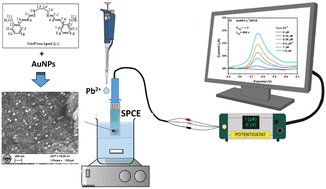Graphical abstract: Lead ion (Pb2+) electrochemical sensors based on novel Schiff base ligands