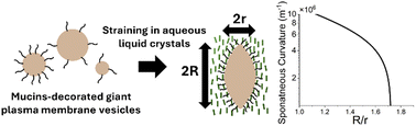 Graphical abstract: Influence of the glycocalyx on the size and mechanical properties of plasma membrane-derived vesicles