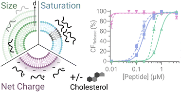 Graphical abstract: Influence of lipid vesicle properties on the function of conjugation dependent membrane active peptides