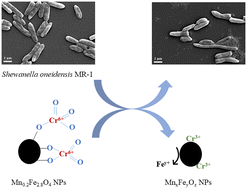 Graphical abstract: Protection of Shewanella oneidensis MR-1 by manganese ferrite nanoparticles during chromate bio-reduction