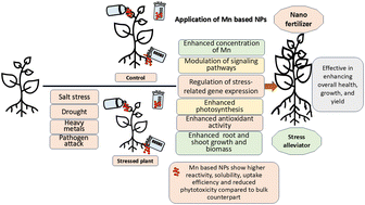 Graphical abstract: Utilizing manganese-based nanoparticles for enhancing environmental stress resilience and productivity of plants
